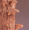 wt19a1.gif (12439 �o�C�g)